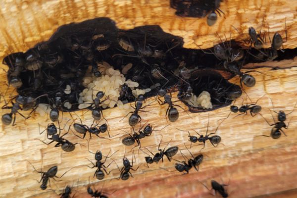 carpenter ant nest
