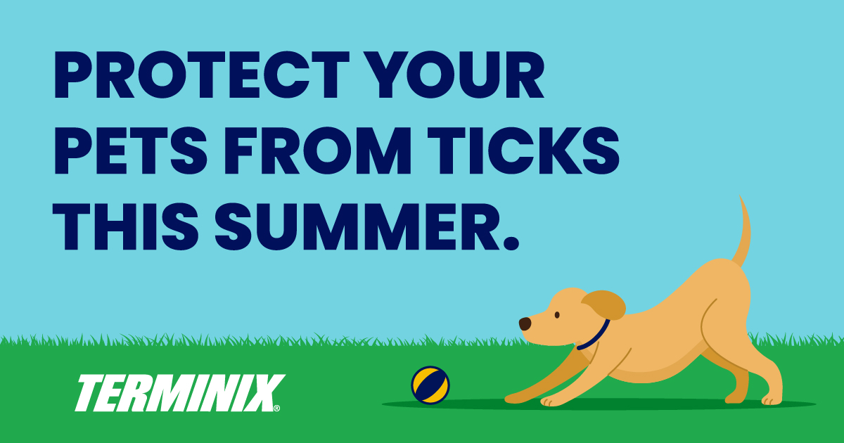 ticks-pets-infographic