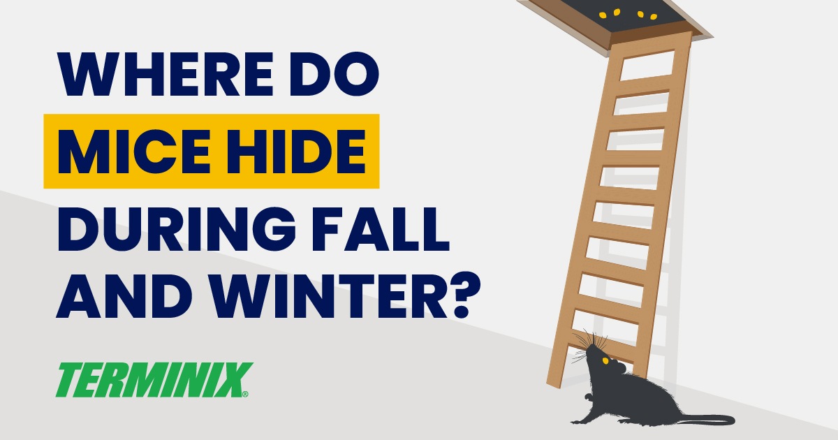 mice-hiding-in-attic