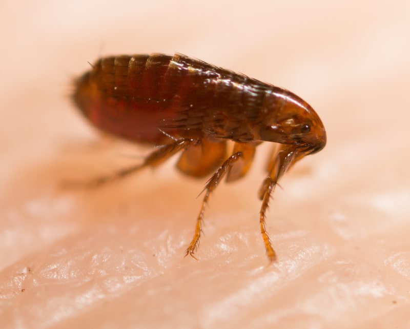 flea biting a human