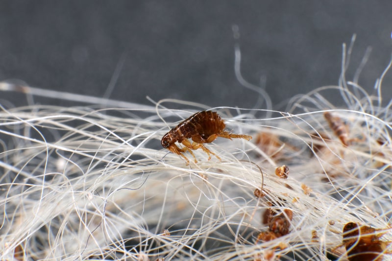 dog fleas