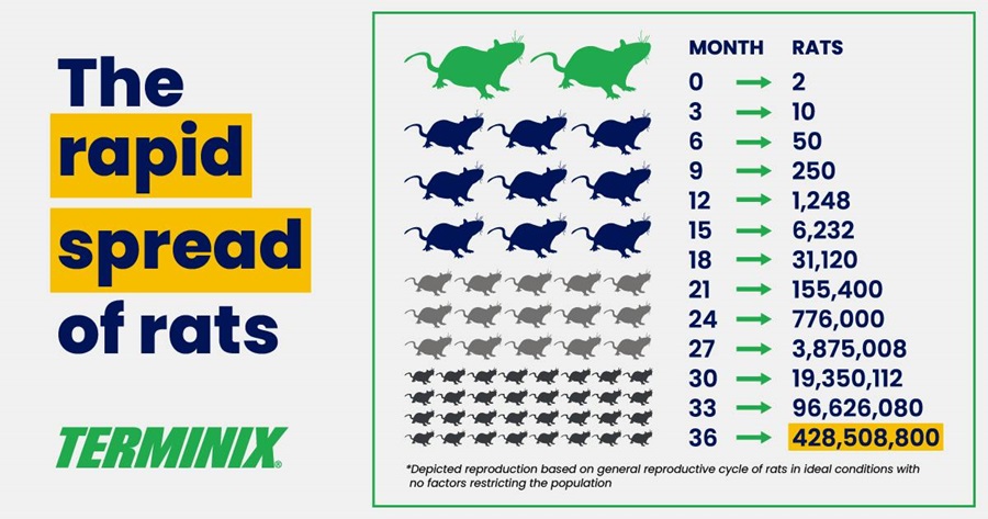 how many babies do rats have infographic