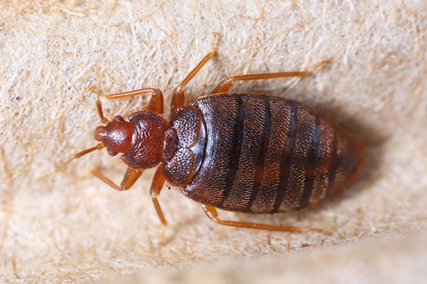 bed-bug-after-feeding