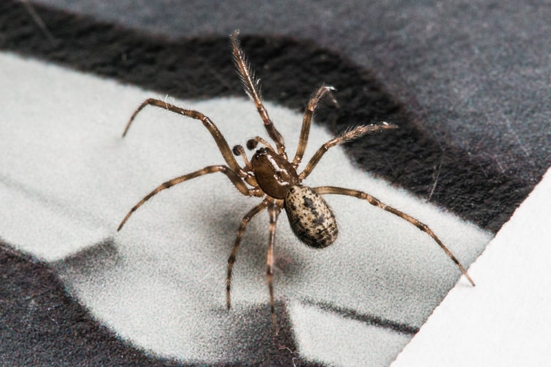 brown widow spider
