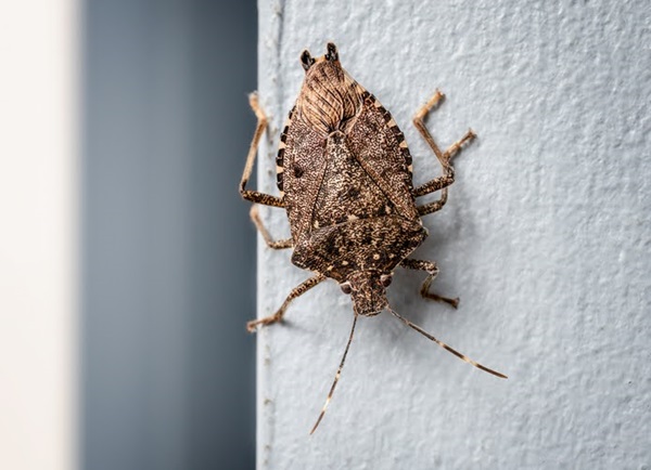 Stink bug on tree