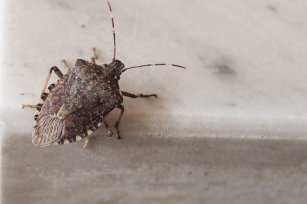 stinkbug on stone