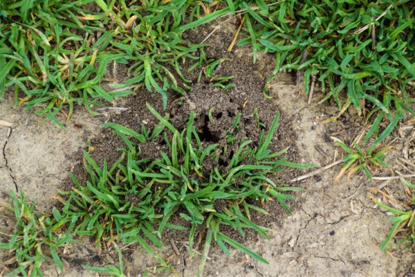nest underground