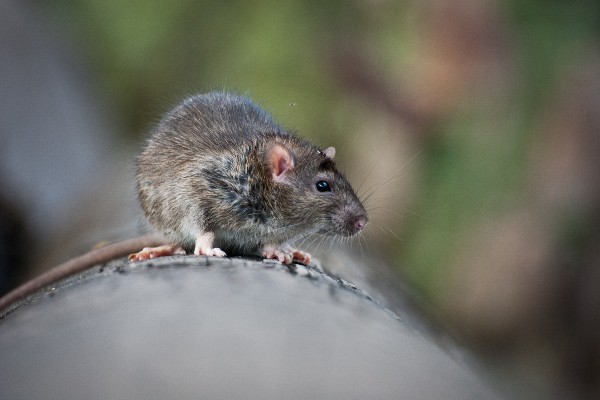 tmx brand folder rat pic