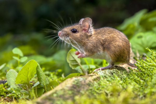 mouse looking up