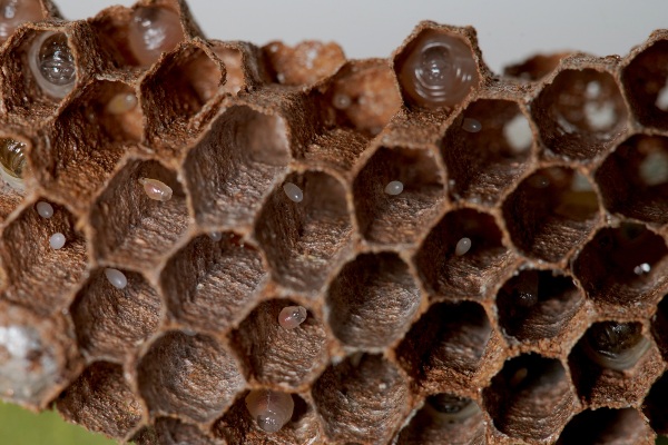 bee-eggs