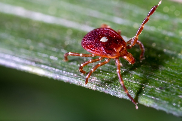 Lone star tick