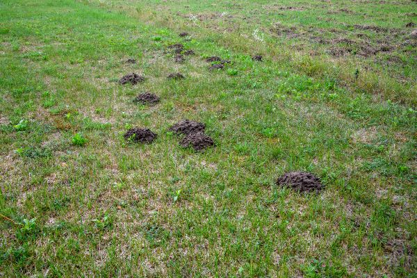 yard burrows