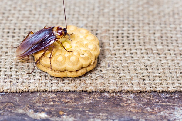 cockroach on a cookie