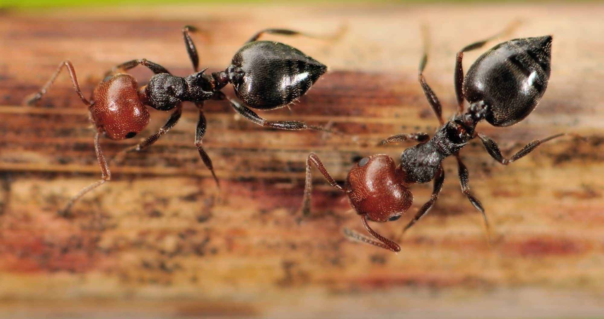 acrobat ants on wood