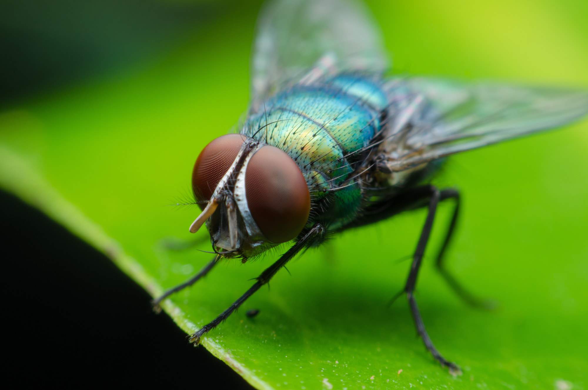 fly on leaf