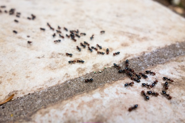ant cluster on a sidewalk