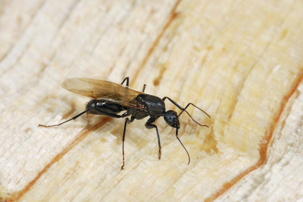 ants-have-wings