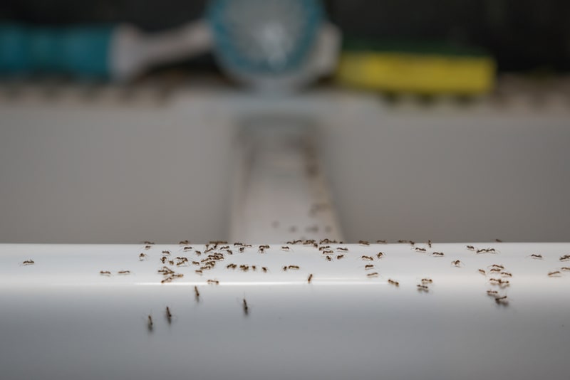 ants