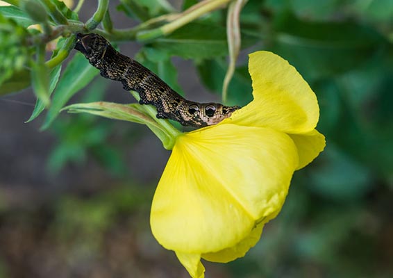 caterpillar