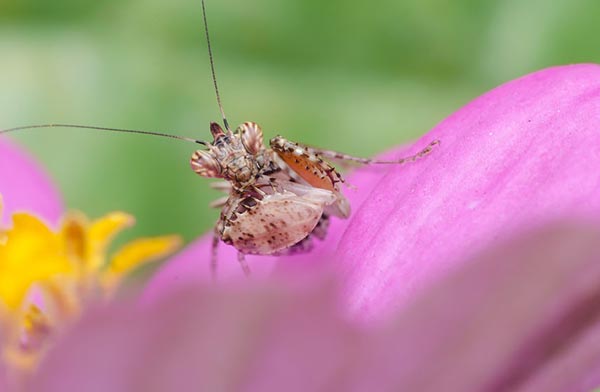 flower mantis