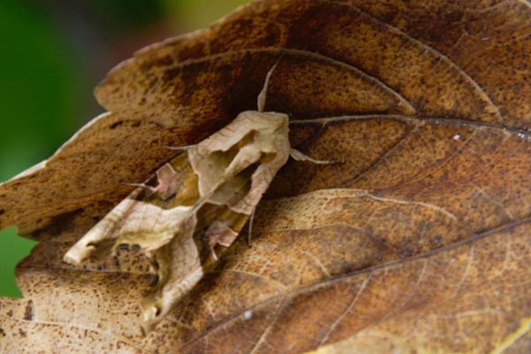 moth