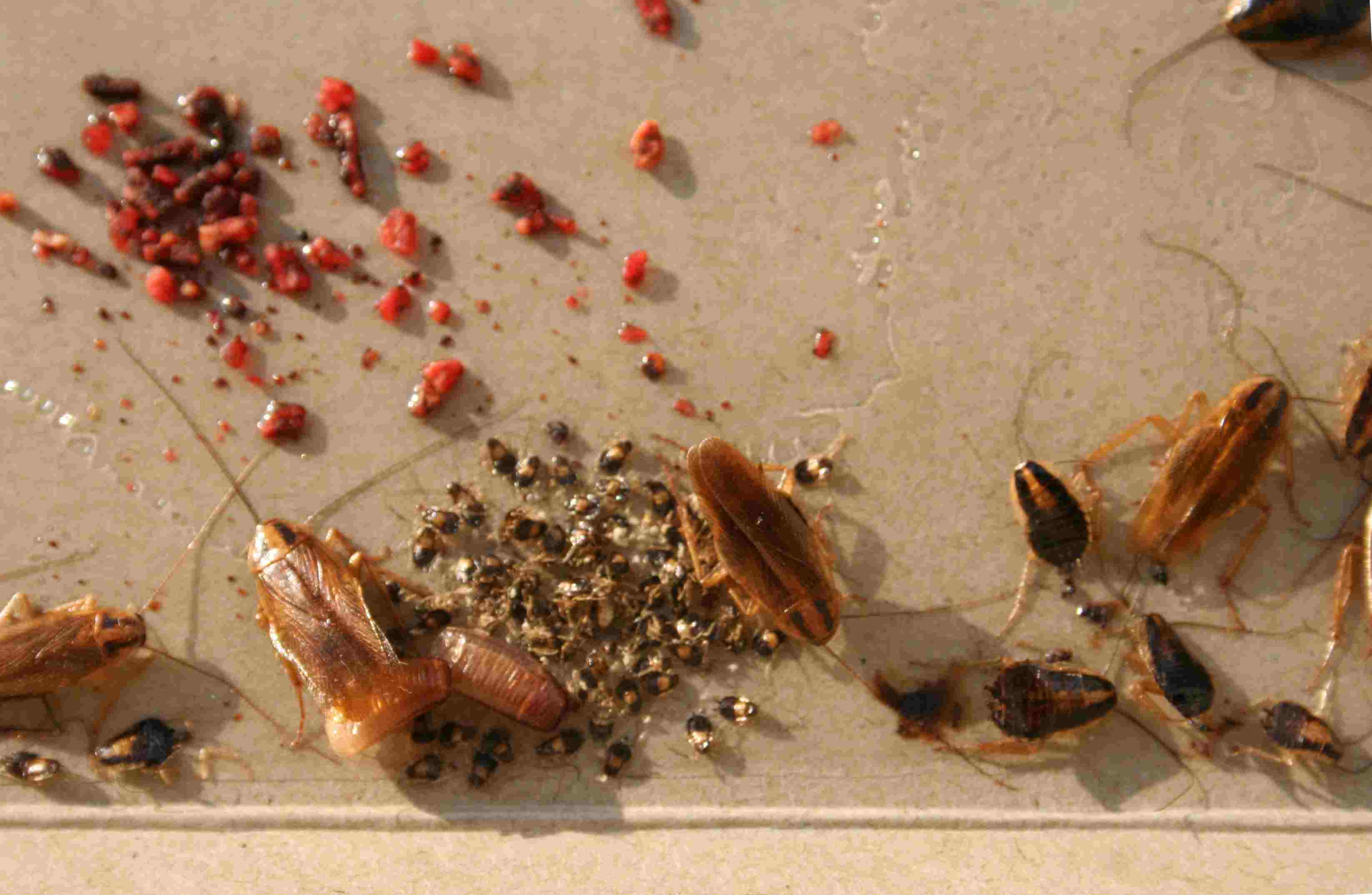 baby cockroach
