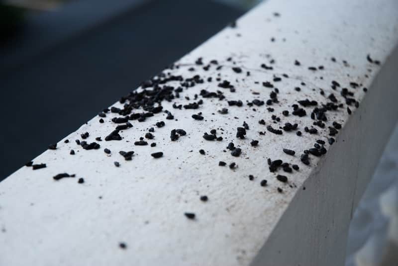 bats signs