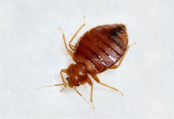 bed bug