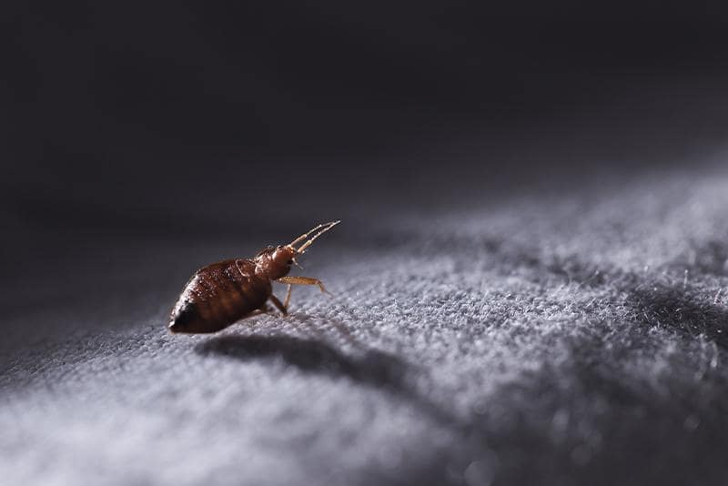 bed bug