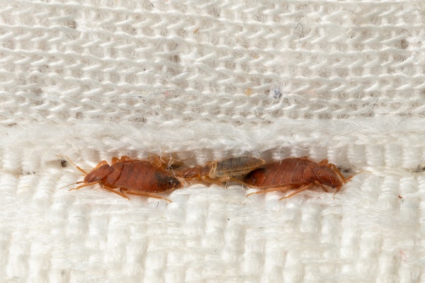 bed bugs hiding