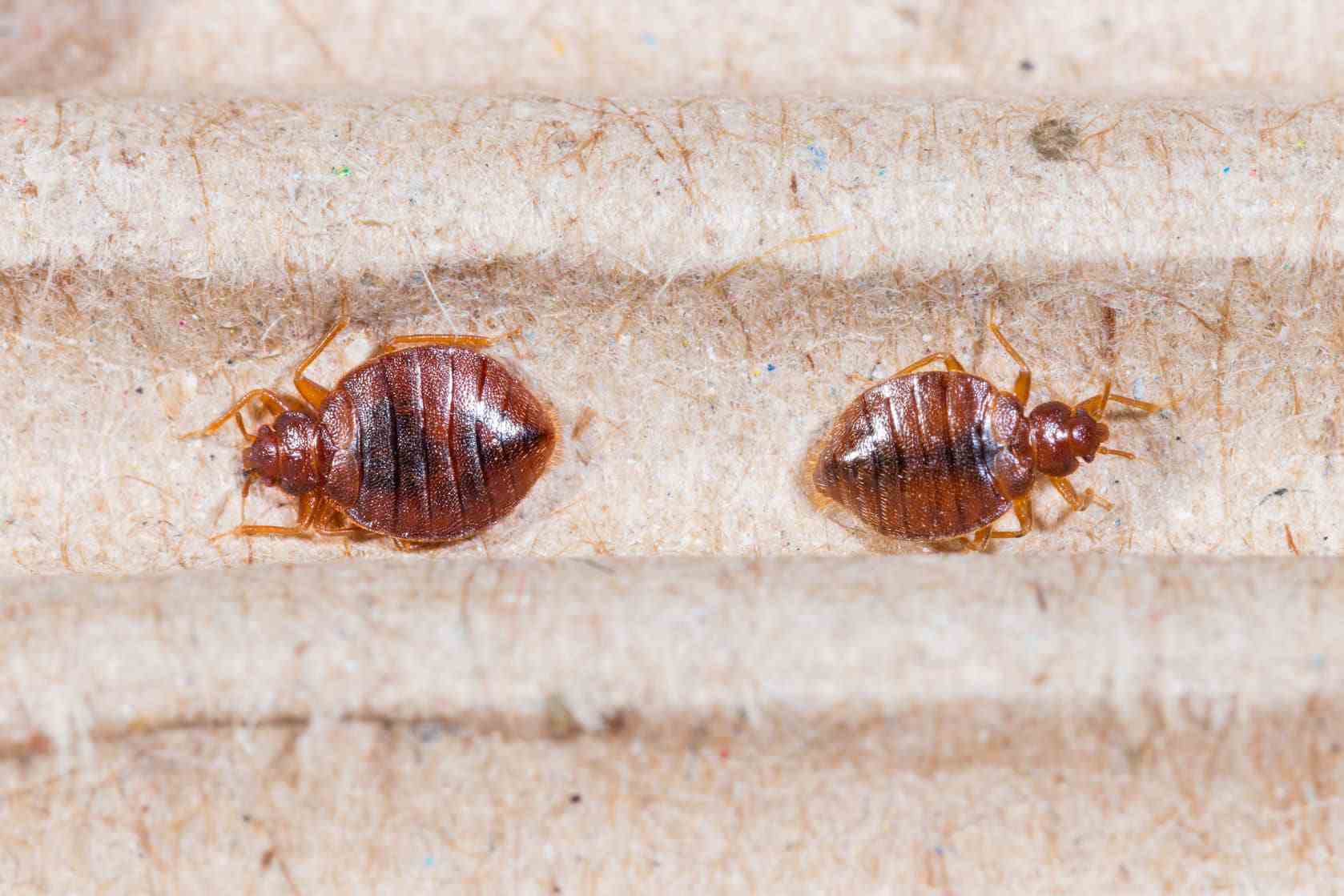 how-do-bed-bugs-spread