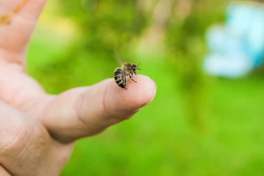 Bee stinging finger