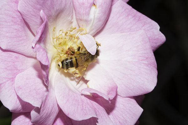 bees