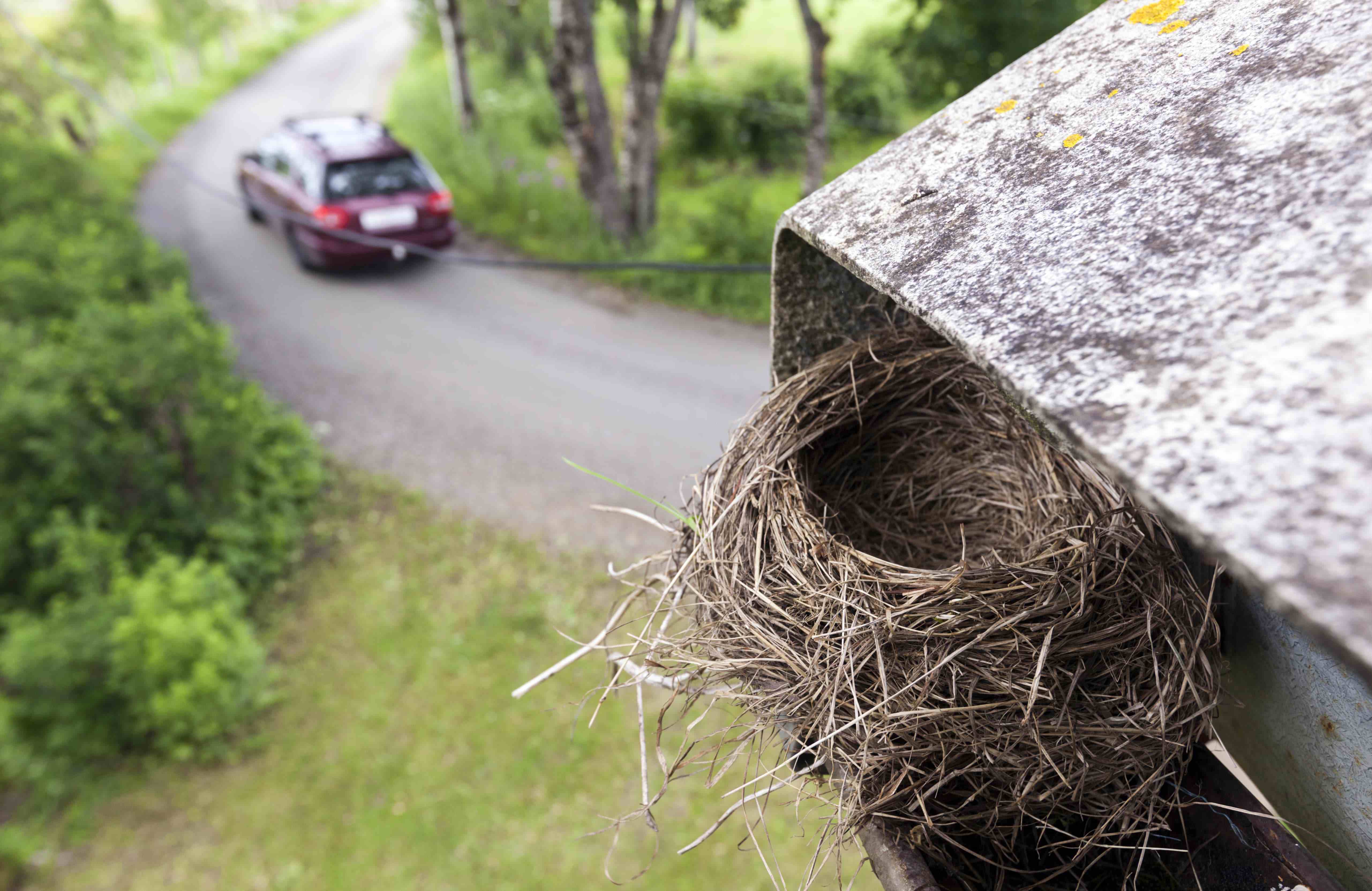 bird nest removal