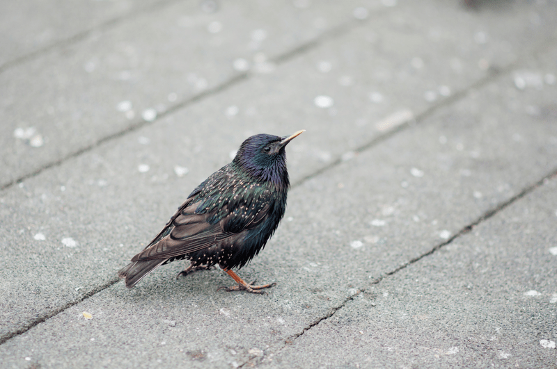 bird
