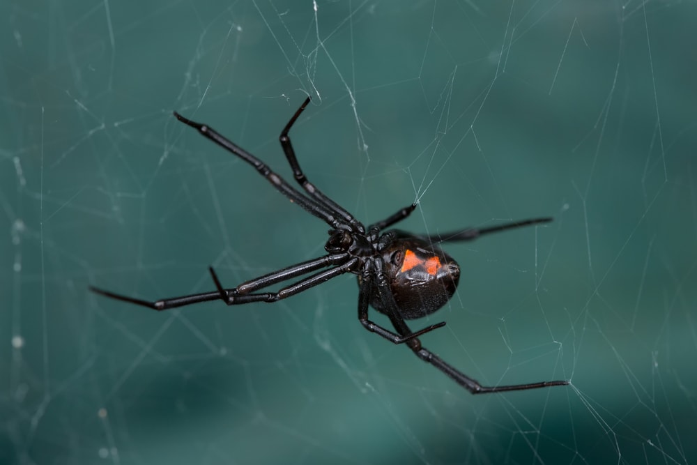 black-widow-in-web