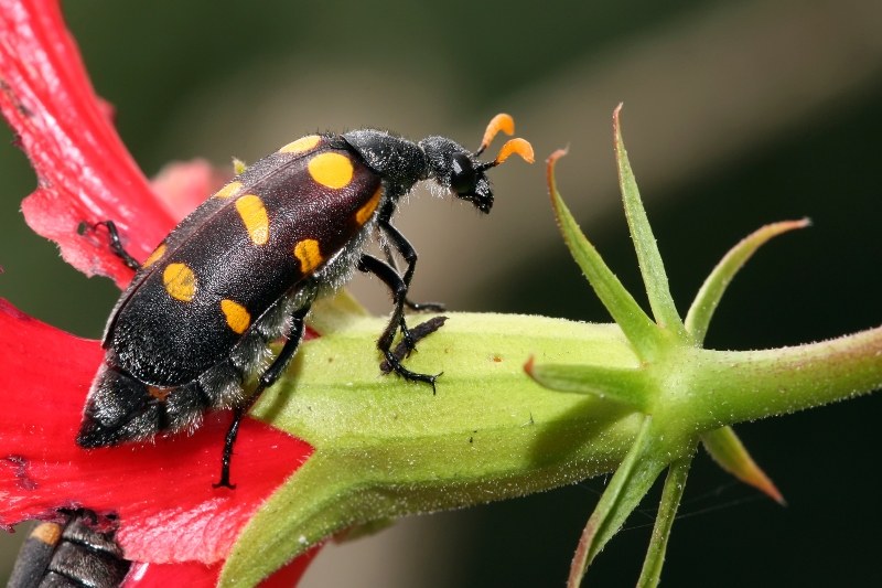 blister-beetle