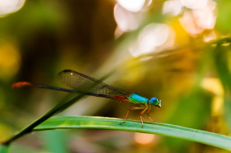 insect