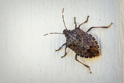 brown marmorated stink bug