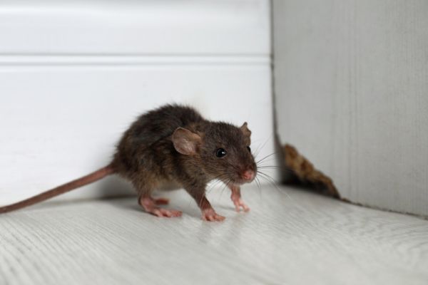 brown mouse on white floor