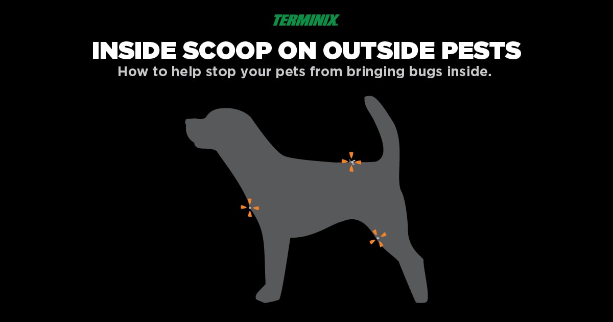 bugs-pets-bring-in-thumb