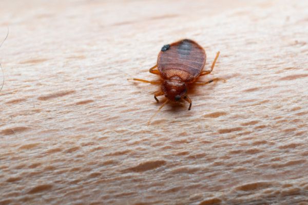 carpet beetle on tan carpet