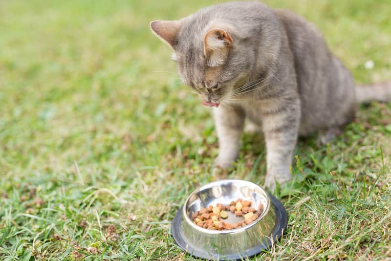 cat-food-rodents