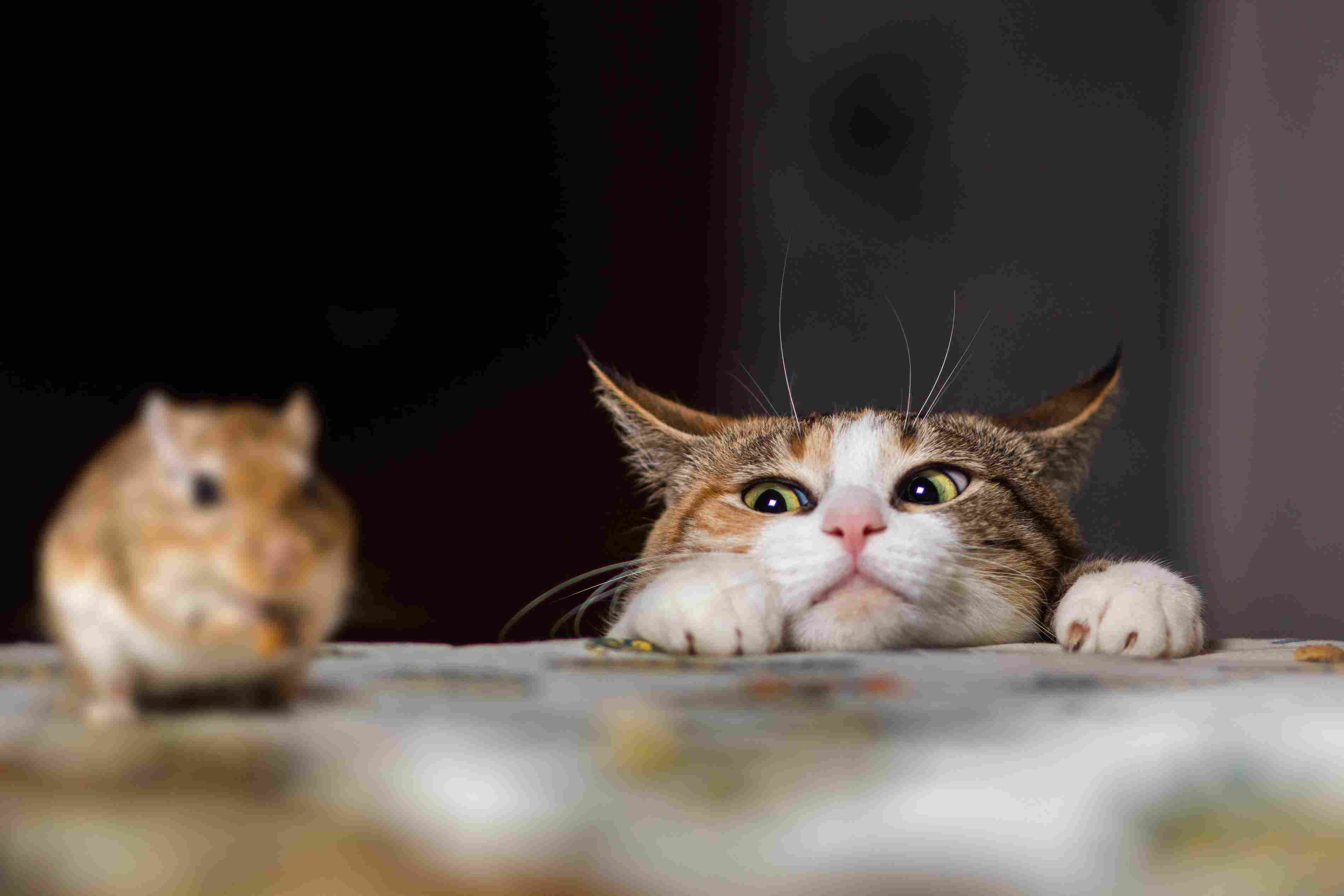 Cat peering over a table ledge at a mouse