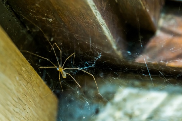 cellar spider in corner in web