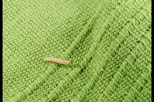 small white bugs