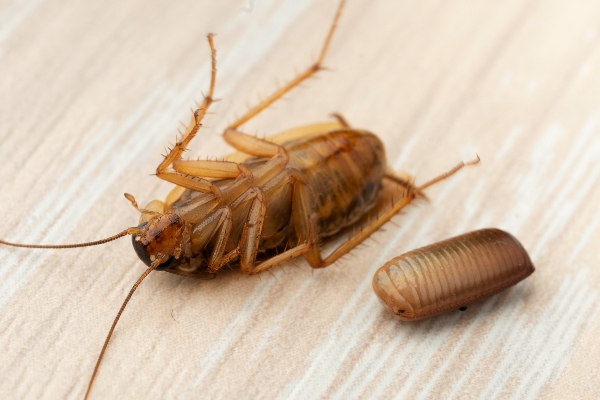 cockroach egg