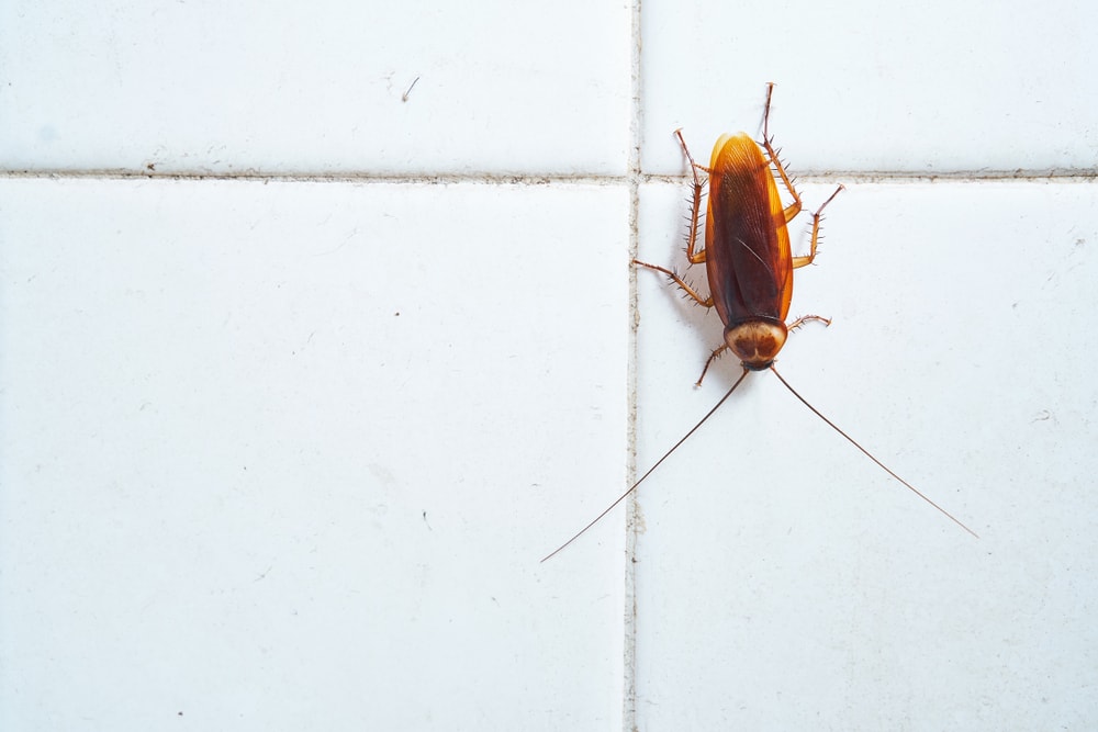 cockroach-in-new-home