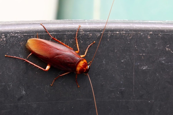 cockroach