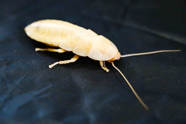 a white molted cockroach
